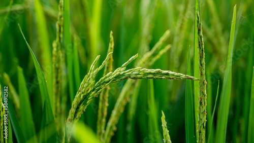 rice fields, rice plant, Oryza sativa, commonly known as Asian rice, is the plant species most commonly referred to in English as rice.