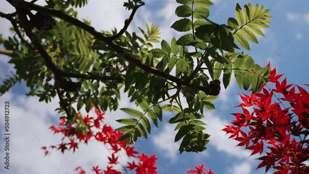 Bright red maple leaves and branches with green thin leaves of lush tree swaying in wind against blue sky. Autumn trees with colored leaves. Organic tree branches in sunny warm weather. Tops of trees Bright red maple leaves and branches with green thin leaves of lush tree swaying in wind against blue sky. Autumn trees with colored leaves. Organic tree branches in sunny warm weather. Tops of trees