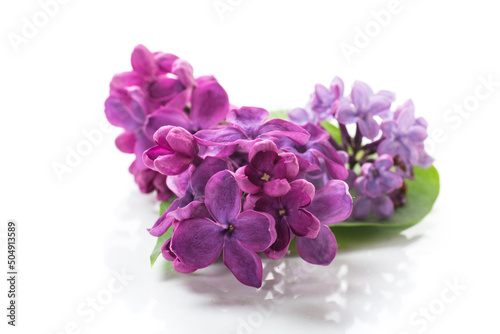 small bouquet of beautiful spring lilac dark purple color