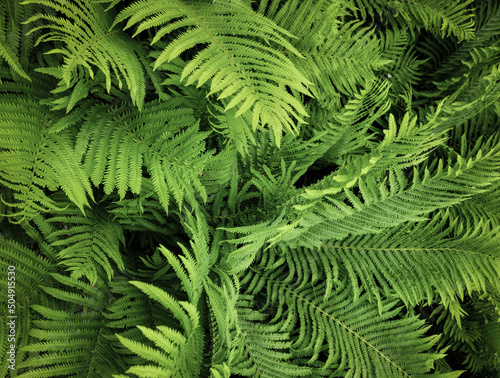 Spring ferns