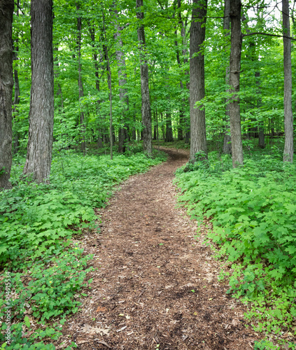 Картината върху платно Spring forest