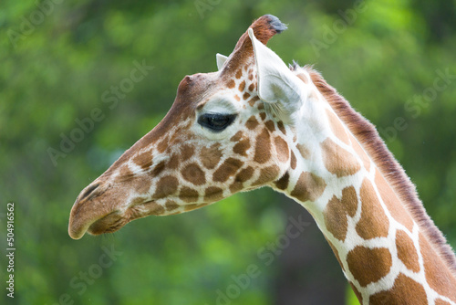 Photography close up of giraffe head