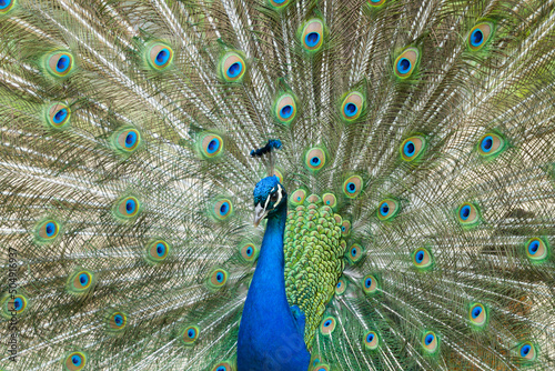 peacock with feathers out