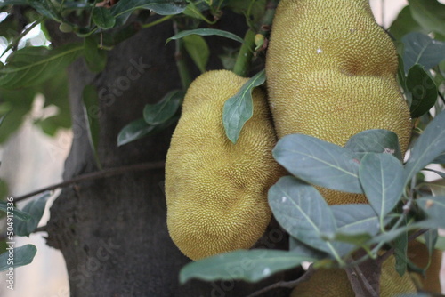 A bunch of jackfruits in the garden, ripe jackfruit hanging photo