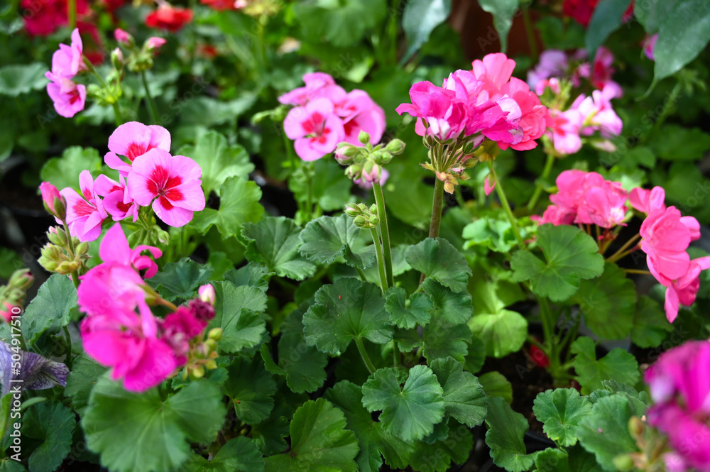 Pink geranium flower in the garden. Pelargonium with red and pink flowers and green leaves Pink geranium flower in the garden. Pelargonium with red and pink flowers and green leaves