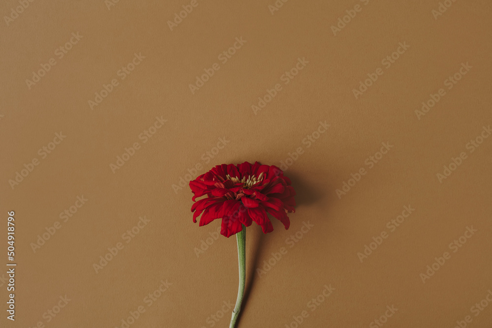 Beautiful red daisy flower on pastel brown background. Aesthetic minimalist  floral composition Stock Photo | Adobe Stock