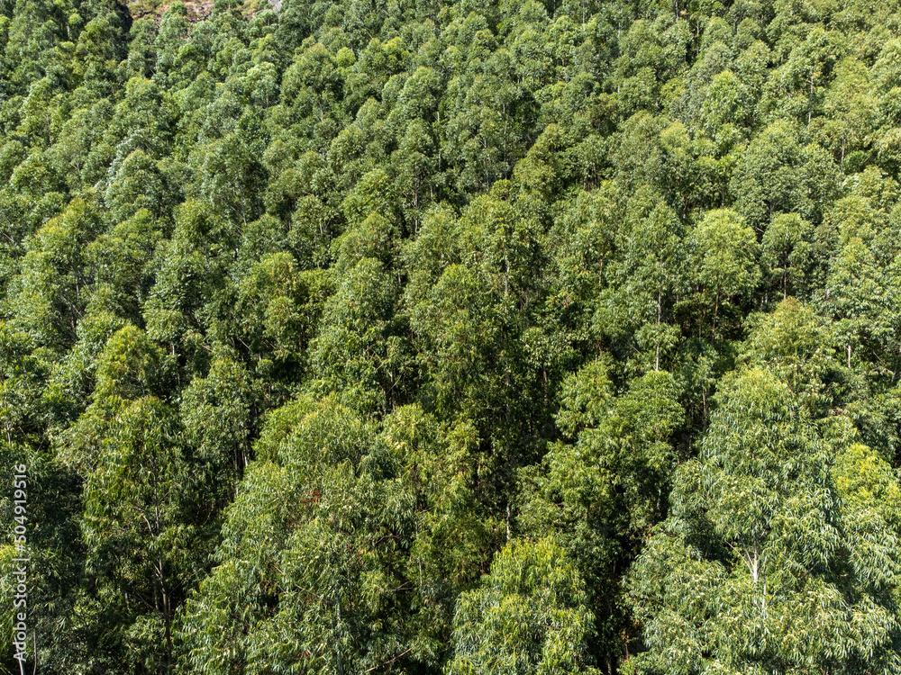 beautiful eucalyptus plantation for pulp production in big farm in the mountains in countryside city - aerial view from drone