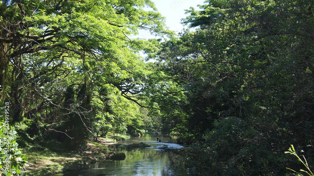 Forest river in the Havana forest and fishermens on a distant plan, Cuba, Havana