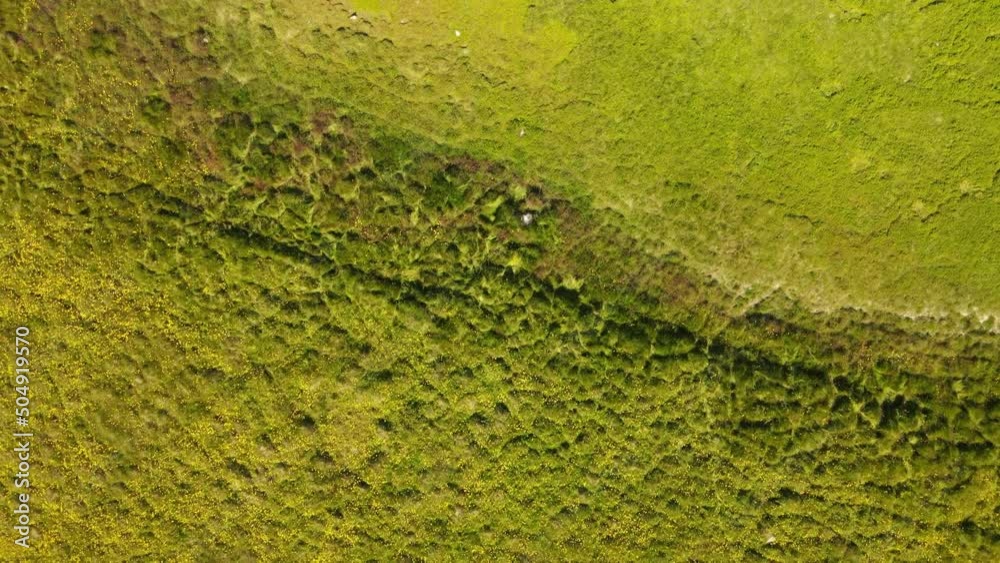 Aerial view of field of dandelions on Grimsey Island Arctic Circle Iceland Aerial view of field of dandelions on Grimsey Island Arctic Circle Iceland