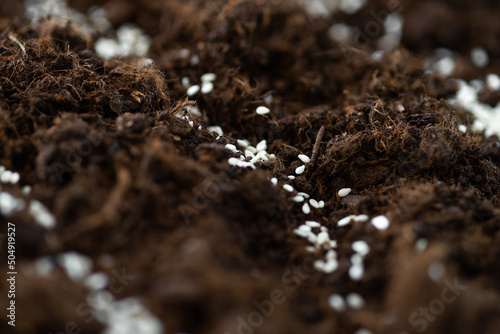 Growing vegetable seeds on seed soil in horticulture garden metaphor, agriculture concept. Sowing seeds in open ground