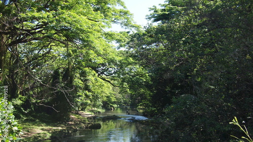 Forest river in the Havana forest and fishermens on a distant plan  Cuba  Havana