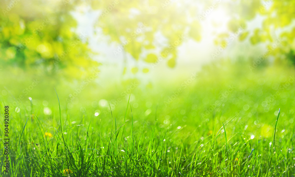 green grass background with sun rays and green branch with leaves