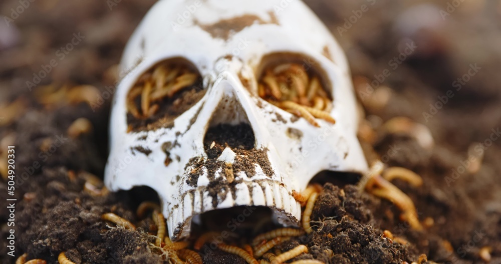 Maggots crawling in dead skull closeup footage