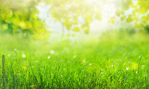 green grass background with sun rays and green branch with leaves