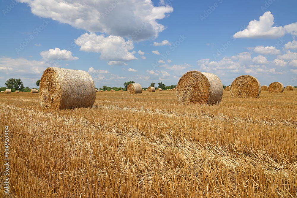 Crop wheat rolls of straw in a field after wheat harvested in agriculture farm, landscape rural scene, bread production concept, beautiful summer sunny day clouds in the sky