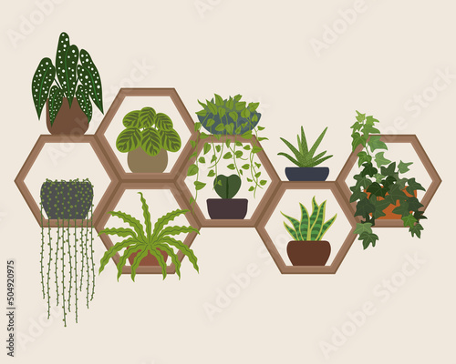Hexagon Wall Shelves Indoor Plants Decoration