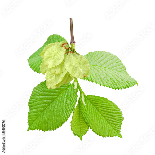 Elm or Ulmus Glabra Pendula branch with fruits and young leaves isolated on white background. Decorative weeping tree for landscaping. photo