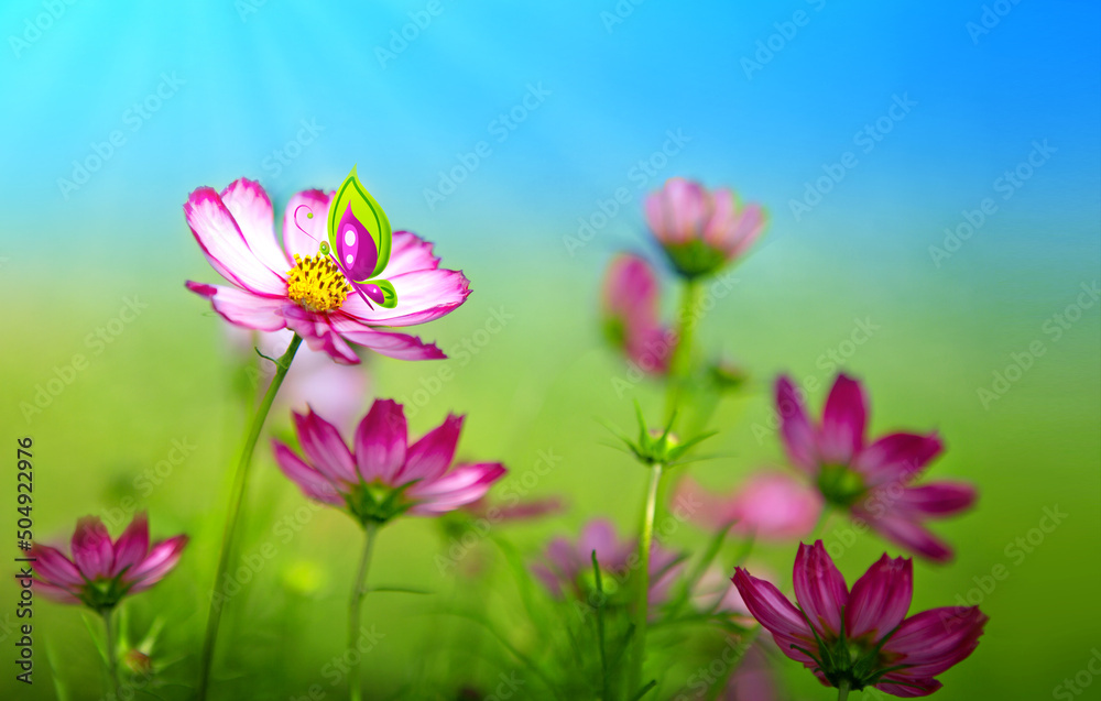 Butterfly on pink cosmos flowers in the summer field. Butterfly on pink cosmos flowers in the summer field.