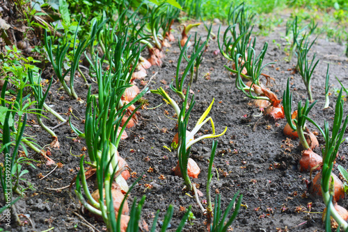 Green onions grow from the ground. First plants. Organic vegetables in the garden. Organic agriculture.