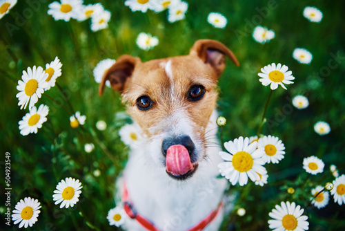 Cute dog sitting in green grass with camomile flowers and looking at camera, Pet portrait on summer meadow