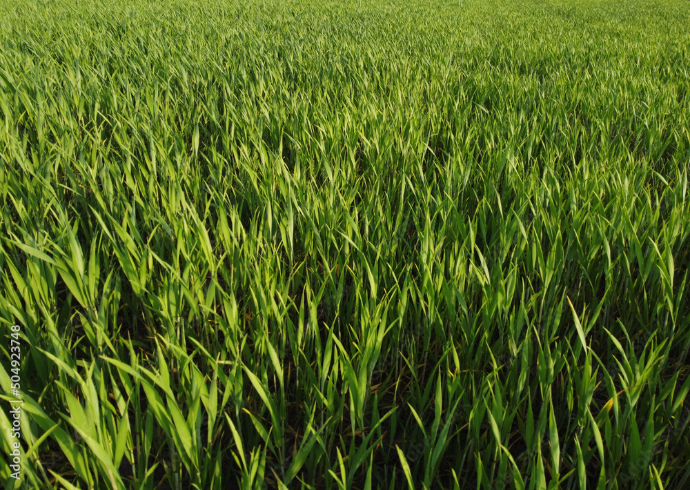 agriculture. green field of early wheat at sunset sunset sunlight movement. green grass sways in lifestyle the wind. Natural texture background, young wheat sprouts waving in wind. Harvest organic agriculture. green field of early wheat at sunset sunset sunlight movement. green grass sways in lifestyle the wind. Natural texture background, young wheat sprouts waving in wind. Harvest organic