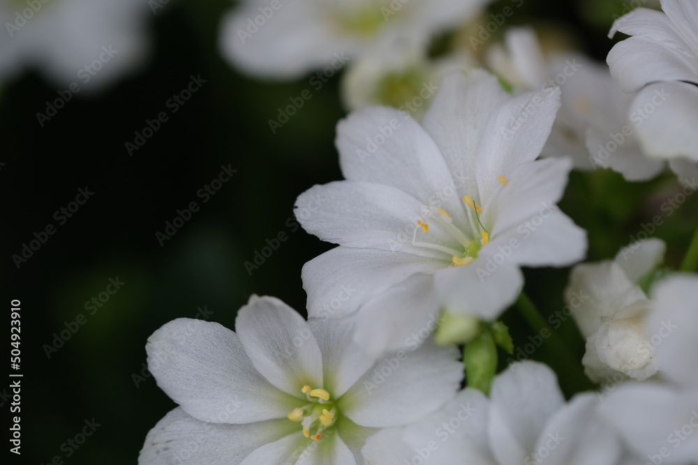 pure white Lewisia cotyledon flowers with copy space pure white Lewisia cotyledon flowers with copy space