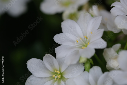 pure white Lewisia cotyledon flowers with copy space