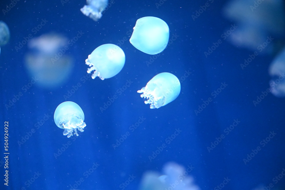 小さな体で懸命に水中を泳ぐ可愛いクラゲ　キャノンボールジェリー