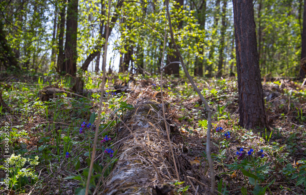 trees in the spring forest, against the background of sprouting grass and flowers