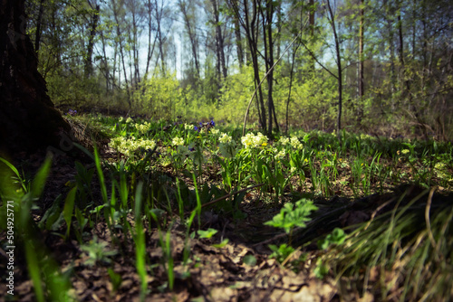 the first spring flowers in the forest  the beauty of nature  towards the sun