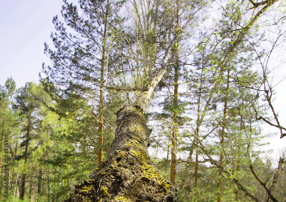 Fototapeta premium trees in the spring forest, against the background of sprouting grass and flowers