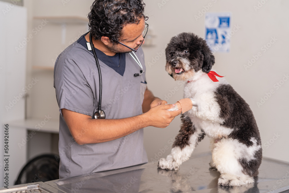Male vet bandaging paw of dog Male vet bandaging paw of dog