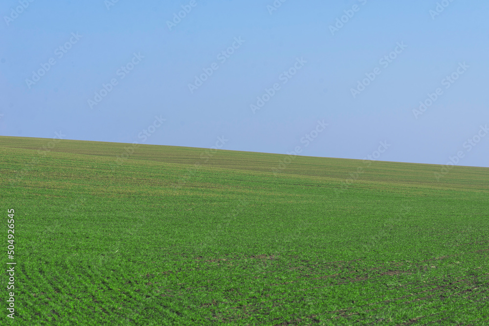 Fototapeta premium Green field with blue sky as background.