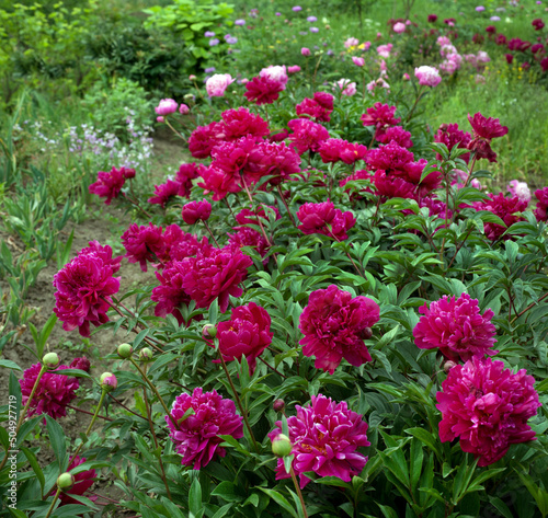 beautiful bush of dark red royal peonies in the garden