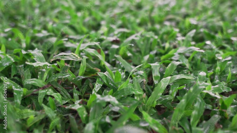 Green leaves grass in the garden on backyard Green leaves grass in the garden on backyard