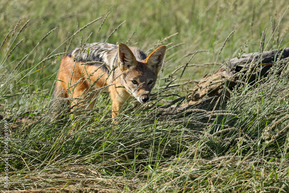 Black-backed Jackal, Kgalagadi Transfrontier Park, South Africa Black-backed Jackal, Kgalagadi Transfrontier Park, South Africa
