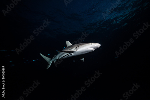 Reef Shark photo