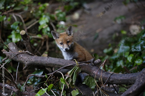 Urban fox cubs explore the garden near their den