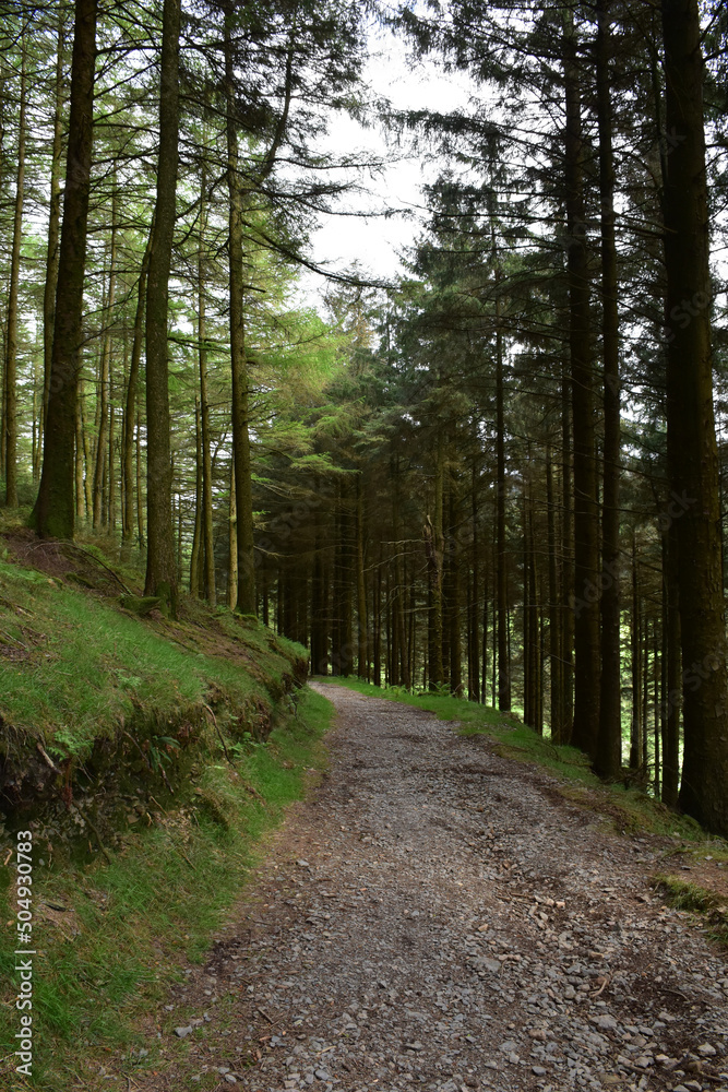 Blackhow Woods Lining a Wide Dirt Trail