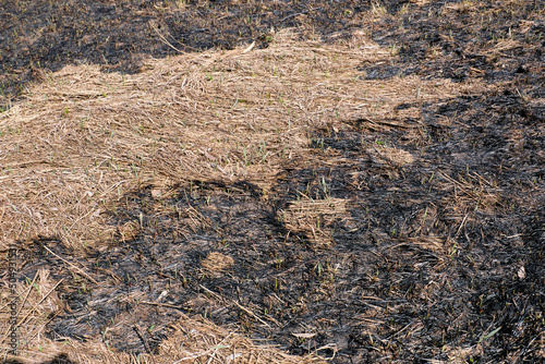 Burn grass, earth after a fire