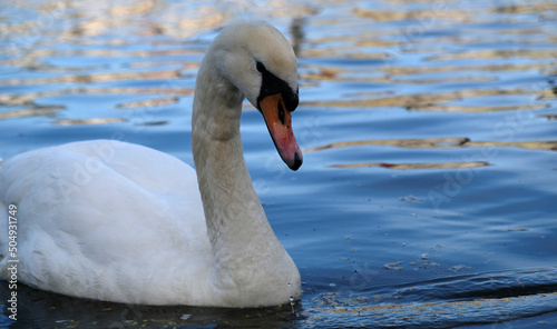 White swans with orange beak and ducks swim in the lake on blue water background. Magical landscape with wild bird and reflection in water.