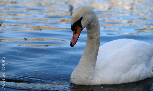 White swans with orange beak and ducks swim in the lake on blue water background. Magical landscape with wild bird and reflection in water.