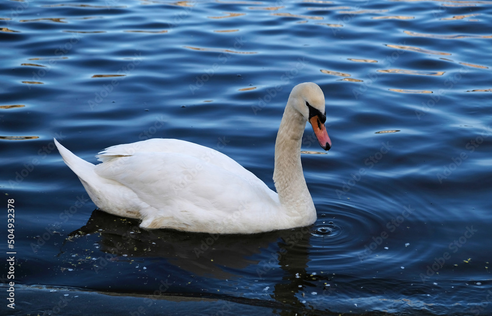 White swans with orange beak and ducks swim in the lake on blue water background. Magical landscape with wild bird and reflection in water. White swans with orange beak and ducks swim in the lake on blue water background. Magical landscape with wild bird and reflection in water.