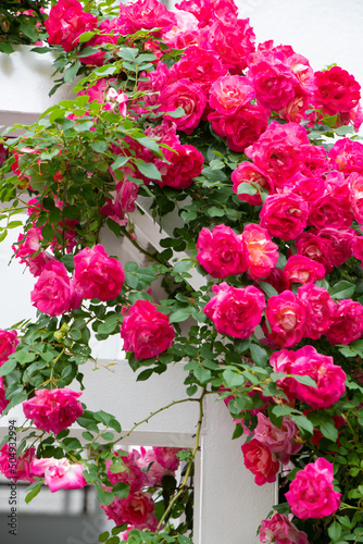 薔薇