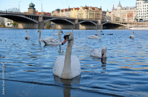 White swans with orange beak and ducks swim in lake on background of bridge in Prague, Czechia. Magical landscape with wild bird and reflection in water. Swan cleans its feathers.