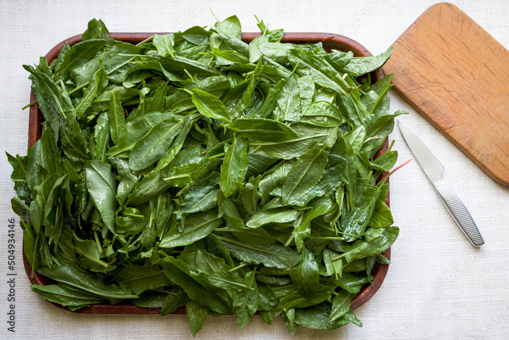 Wet sorrel leaves. Cut the sorrel. Preparations for the winter. Wet sorrel leaves. Cut the sorrel. Preparations for the winter.