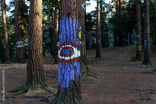 woods