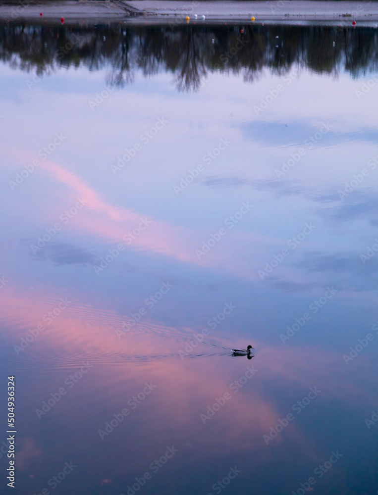 Duck swimming in a lake with reflections 