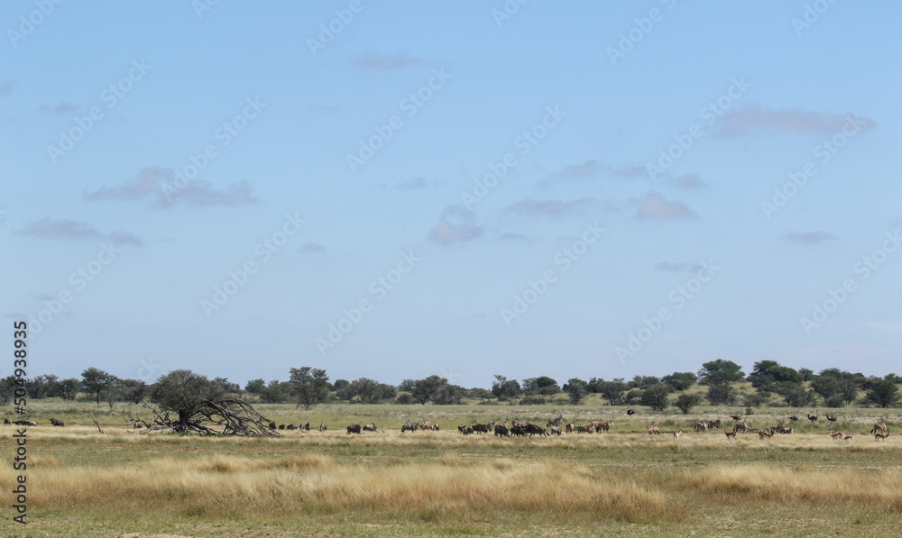 Wildlife scene (Ostrich, Springbok, Gemsbok, Blue Wildebeest), Kgalagadi, South Africa