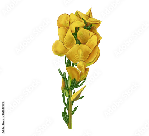 illustration of honeybush flower photo